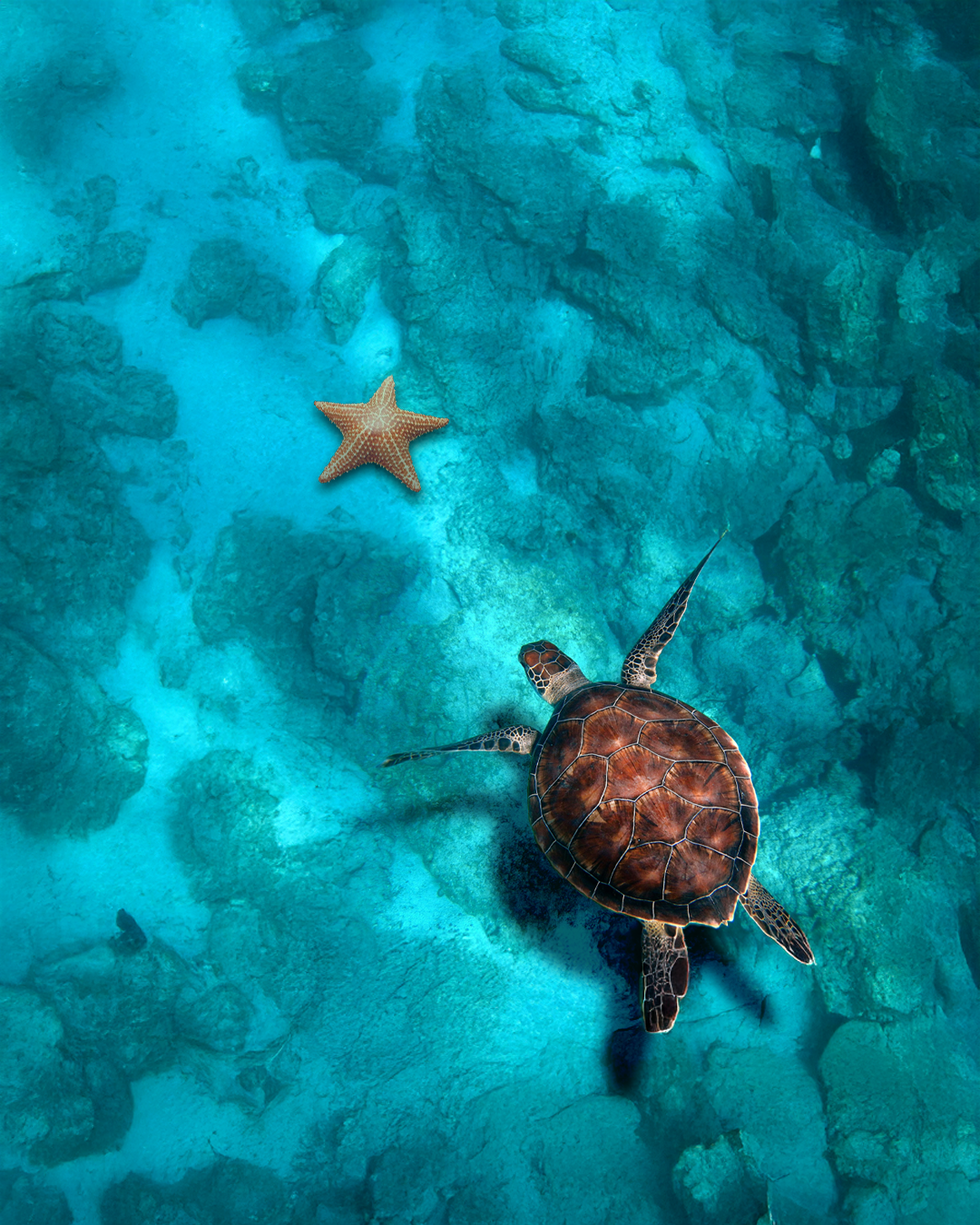 Proyecto Twinbox akumal foto.webp